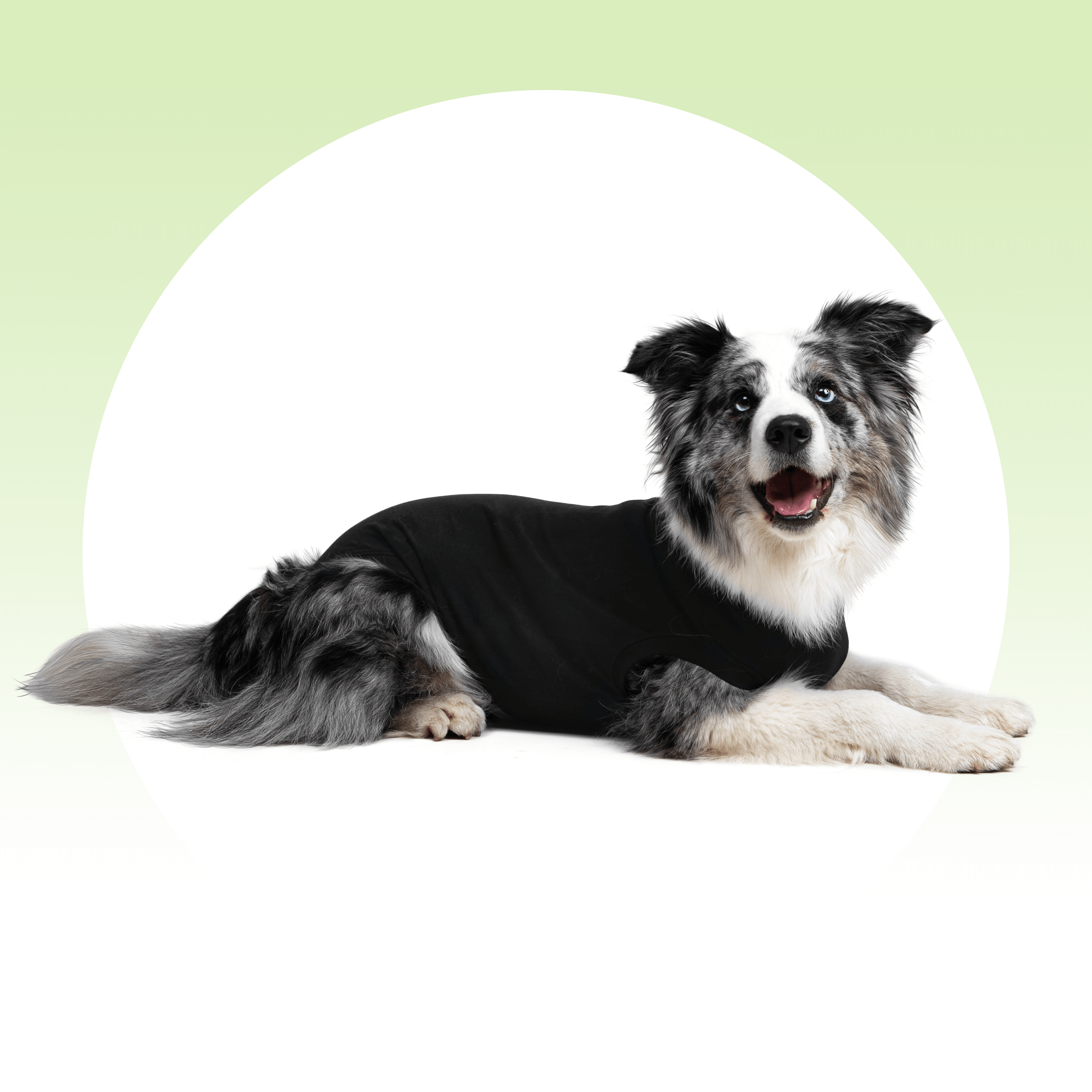 Dog Surgery Recovery Suit: Choosing the Best Guide