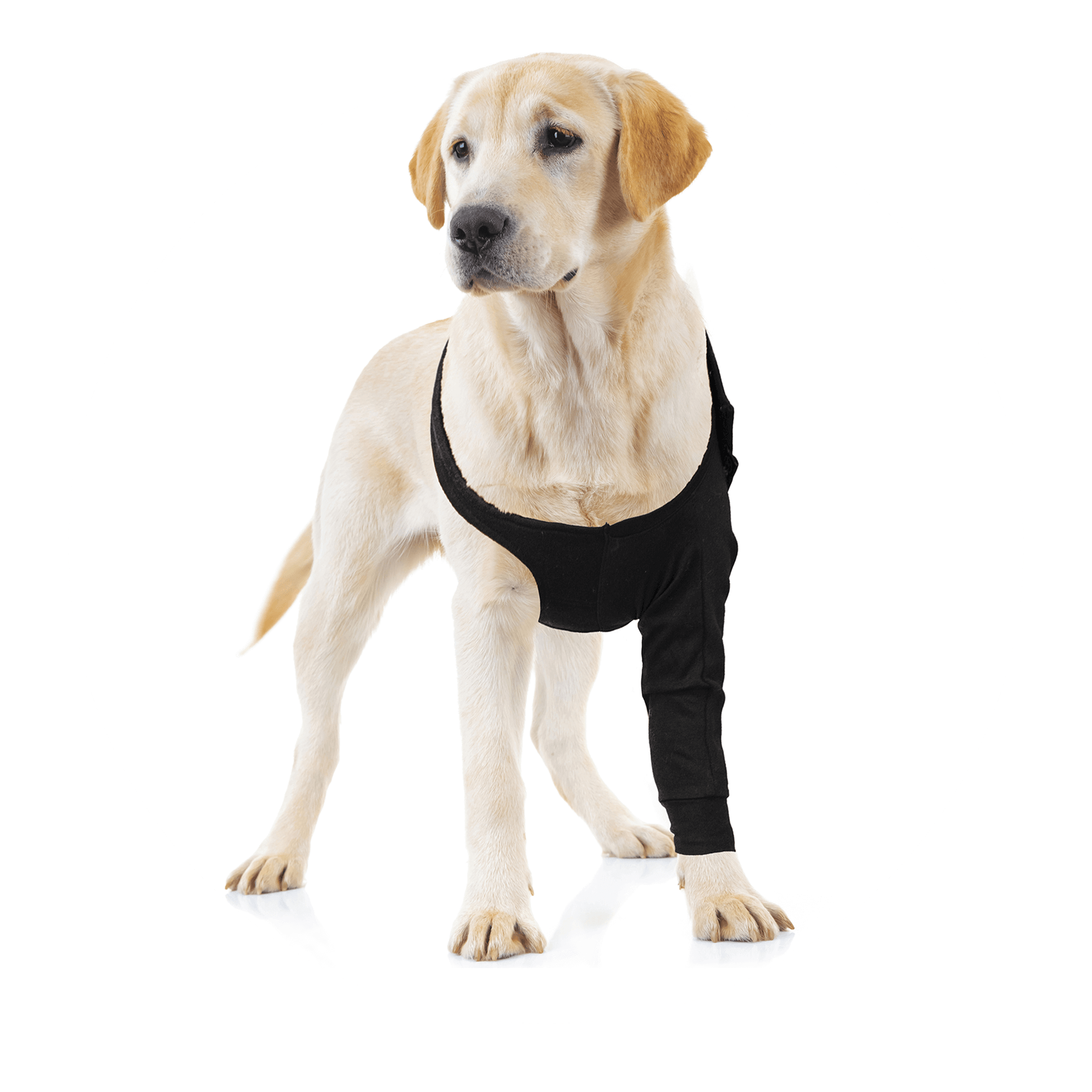 Dog Recovery Suit Dog Pants and Sleeves to Prevent Licking Waterproof  Adjustable