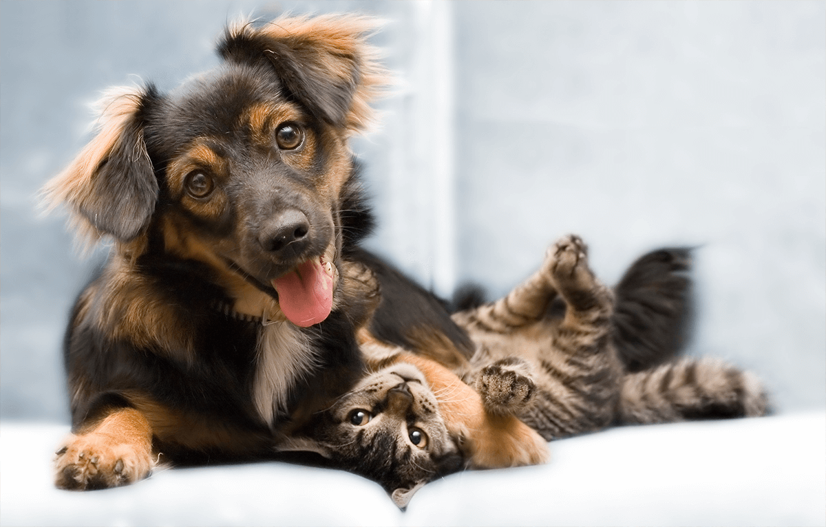 Cat and Dog Blog